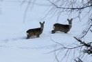 img_9732