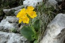 Primula Orecchia d'orso