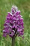 Orchidea macchiata